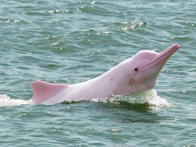 Pink Dolphins at Khanom Beach